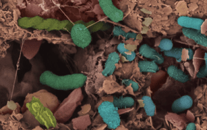 Tom GIRARD, 2024. Stimulating the plant-microorganism-mineral continuum to store carbon in soils: focus on biotic alteration of minerals.